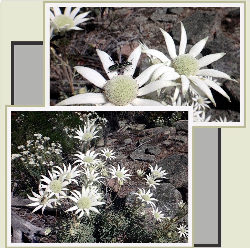 Flannel flowers on the block... by robz