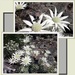 Flannel flowers on the block... by robz