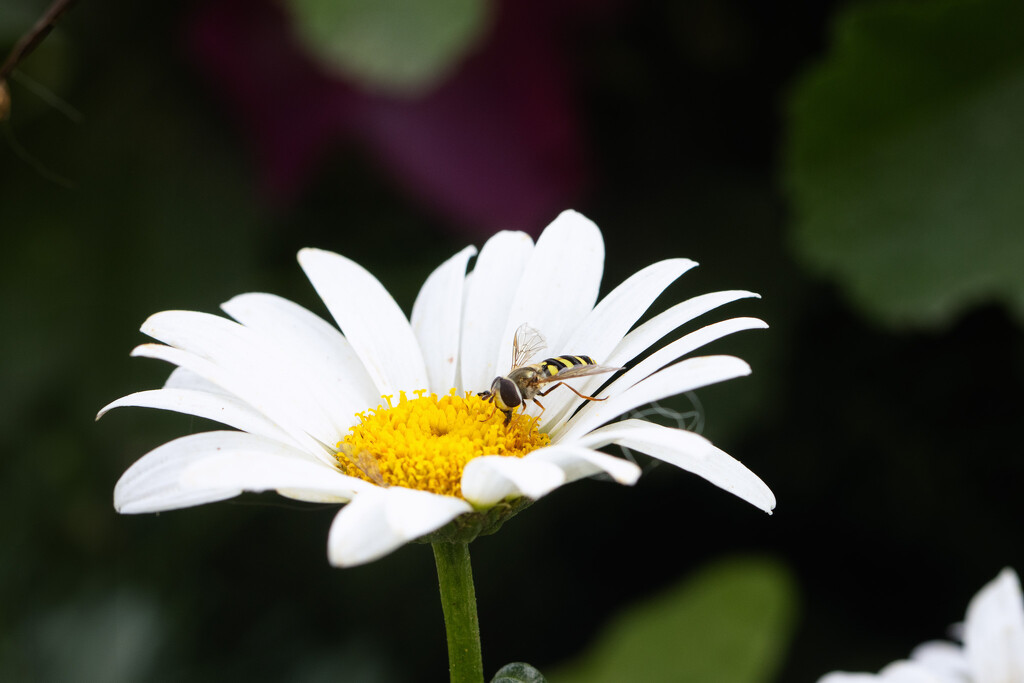 a few blooms left by aecasey