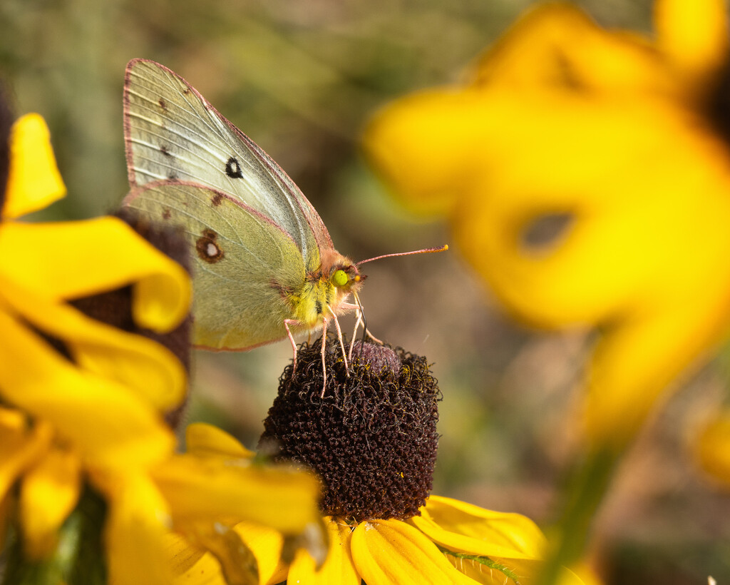 yellow on yellow by aecasey