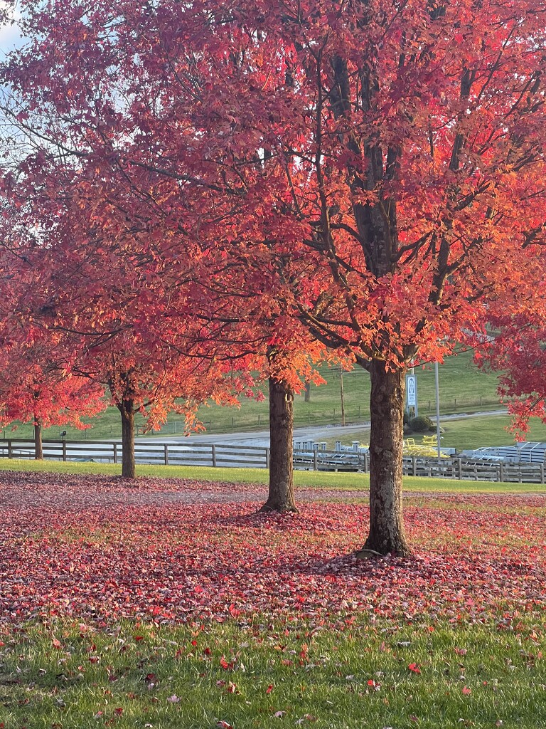 The Colors of Autumn by calm