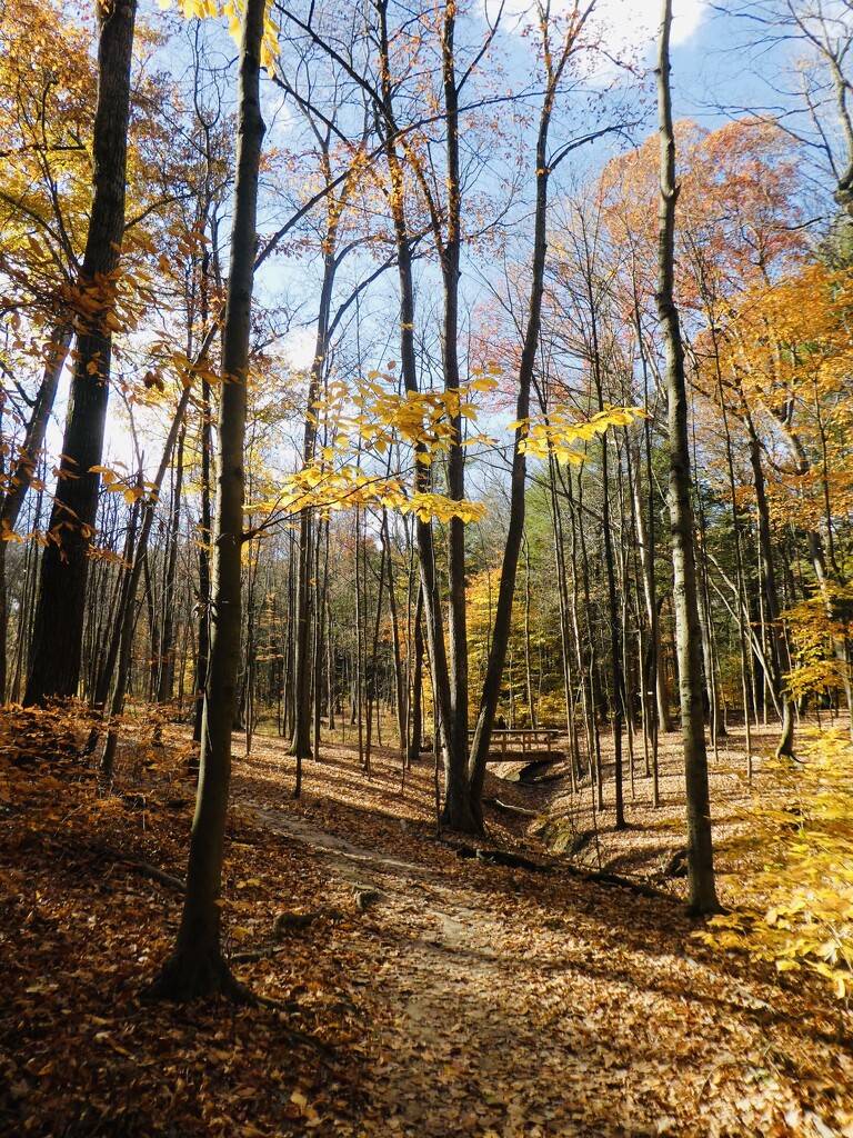 Wild Turkey Trail at Five Rivers Environmental Education Center by mtb24