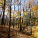 Wild Turkey Trail at Five Rivers Environmental Education Center by mtb24