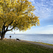 Waters Edge Autumn Walk by pdulis