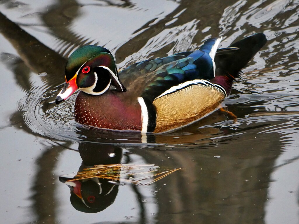 The elegant Mr. Wood Duck… by ljmanning