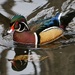 The elegant Mr. Wood Duck…