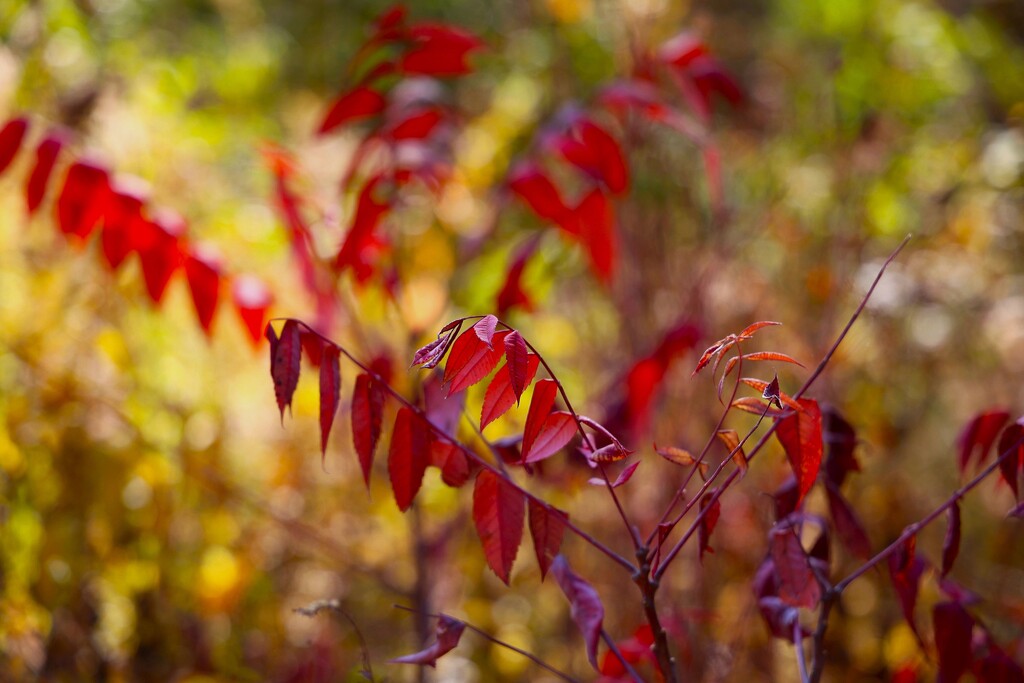 Red Leaves by lynnz