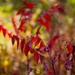 Red Leaves