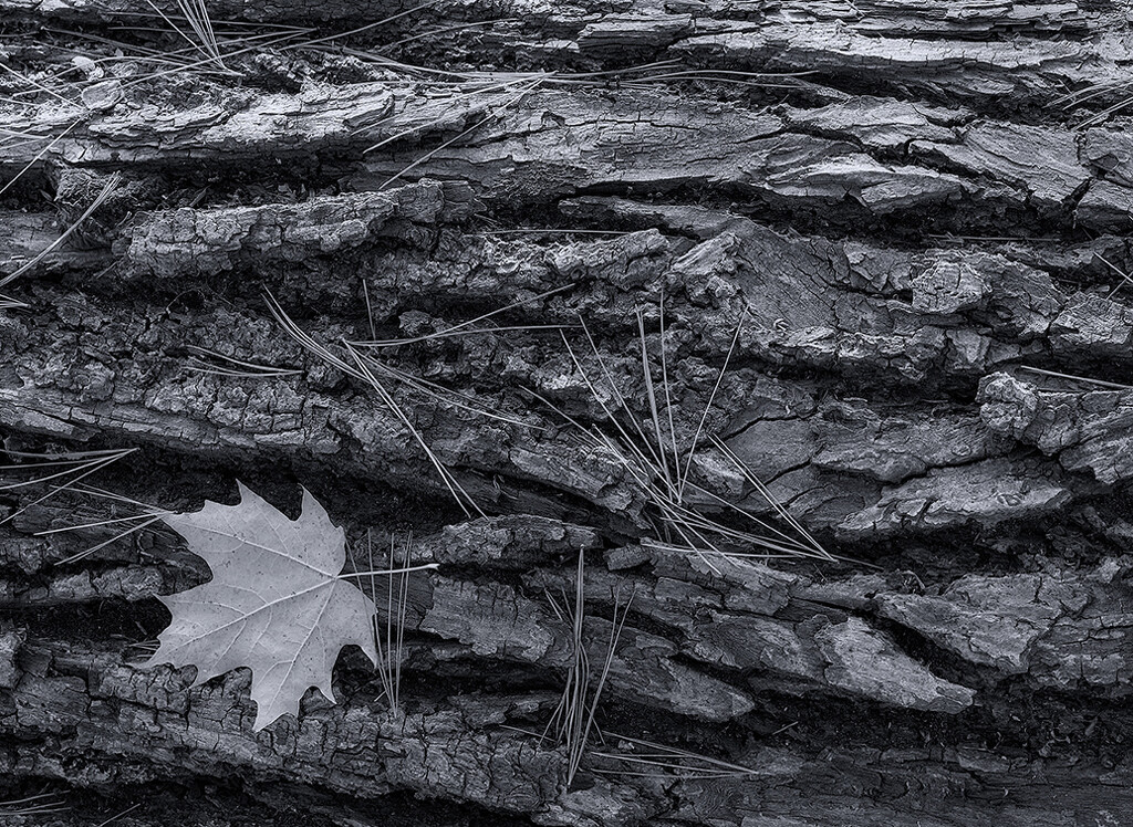 Forest Still Life by gardencat