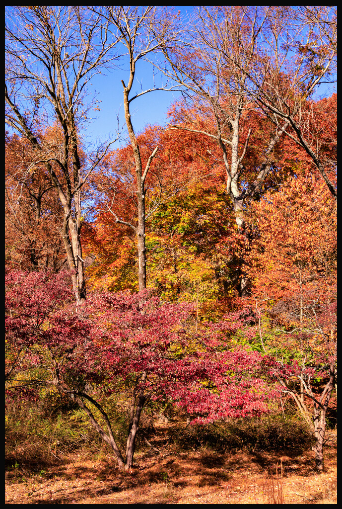 Fall Colour by Audubon Museum by hjbenson