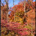 Fall Colour by Audubon Museum by hjbenson