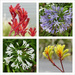 Kangaroo Paws and Agapanthus