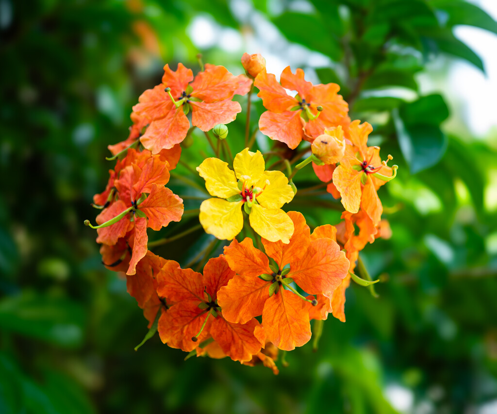 Orange and Yellow Flowers by ianjb21