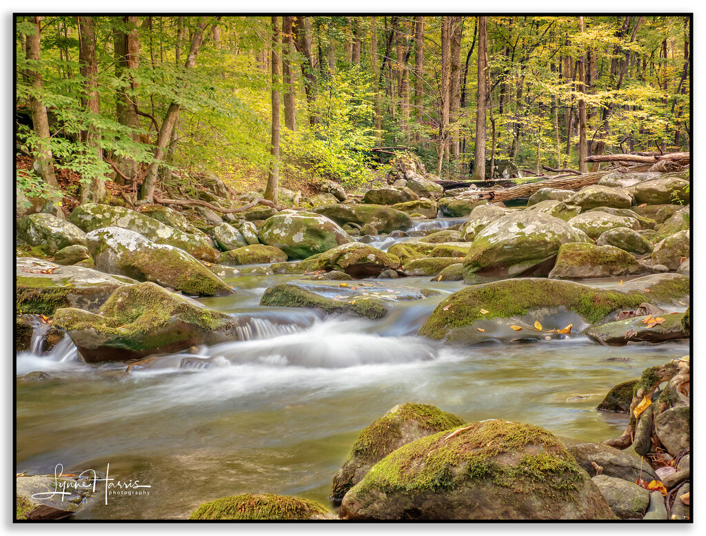 Cascading Falls by lynne5477