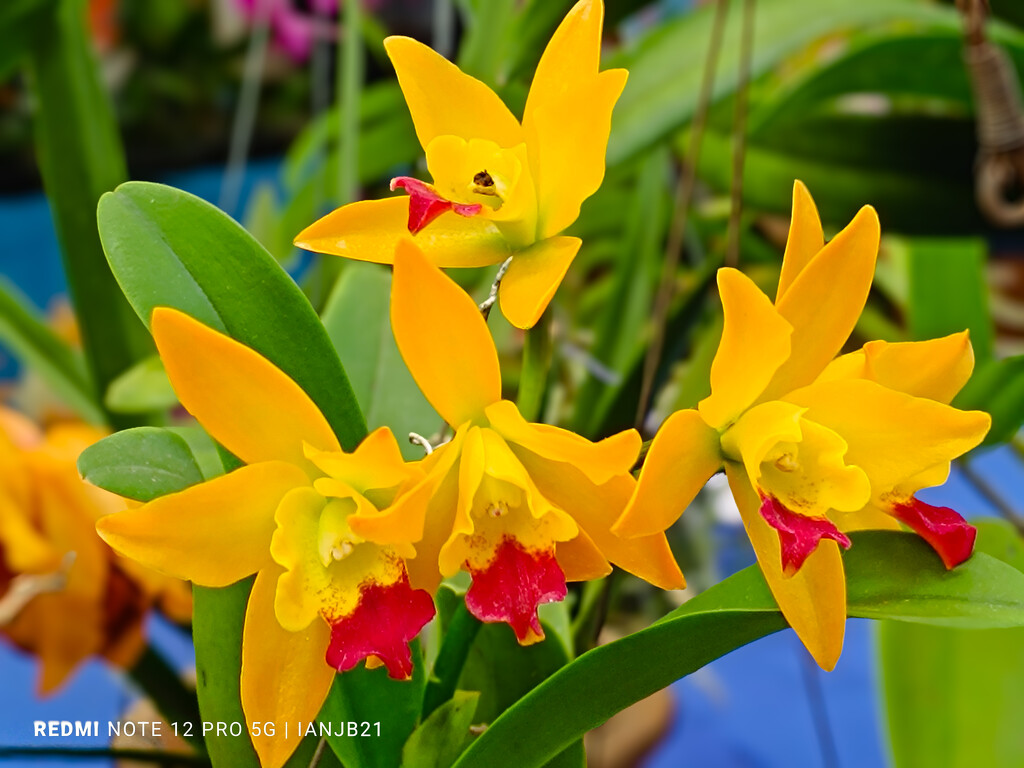 Orchids Yellow and Red by ianjb21