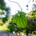 Hanging Vine