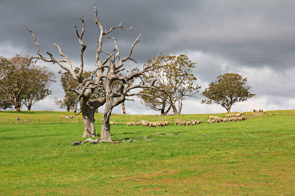 Runaway sheep by leggzy