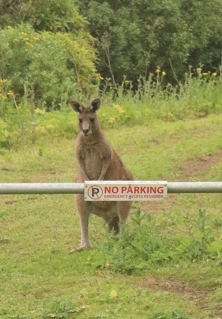 Parking security by gilbertwood