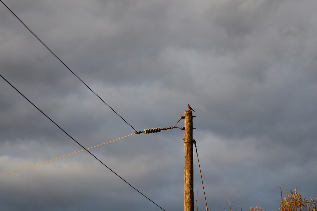 Fall Robin with Dramatic Sky by princessicajessica