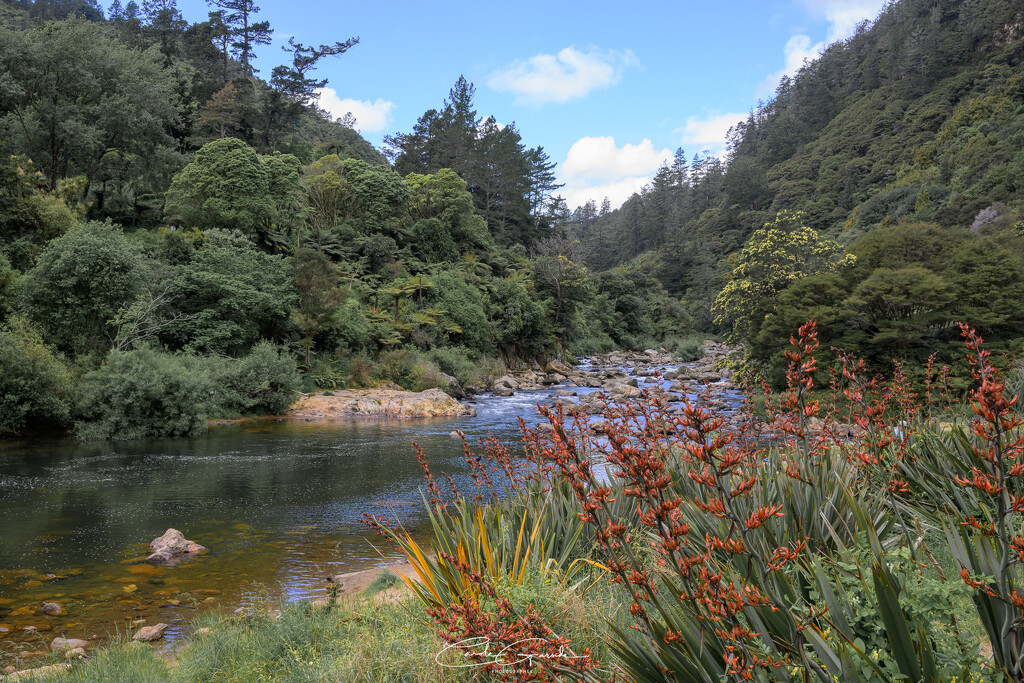 Ohinemuri River by yorkshirekiwi