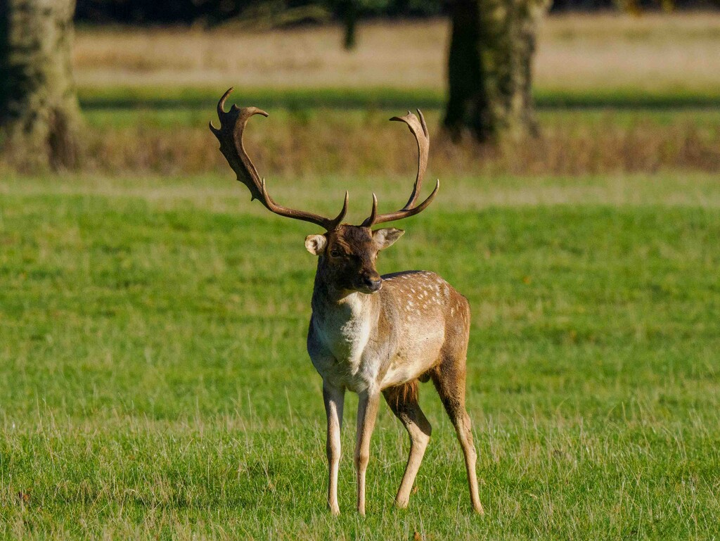 Fallow Stag by padlock