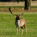 Fallow Stag by padlock