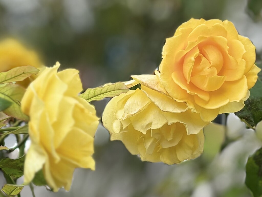 In a world of chaos, yellow roses sing of serenity… by beverley365