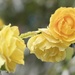 In a world of chaos, yellow roses sing of serenity…