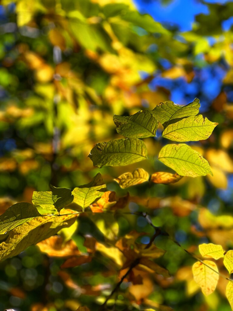 Leaves by njmom3