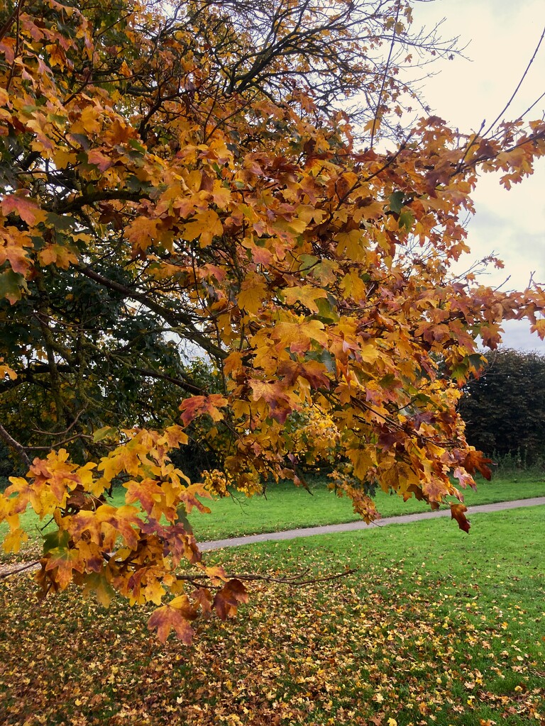 Autumn colours by 365anne