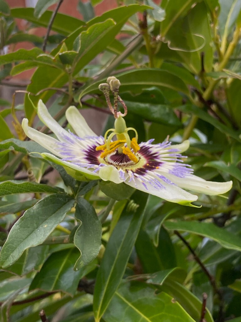 Brave Passion flower by 365anne