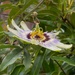 Brave Passion flower