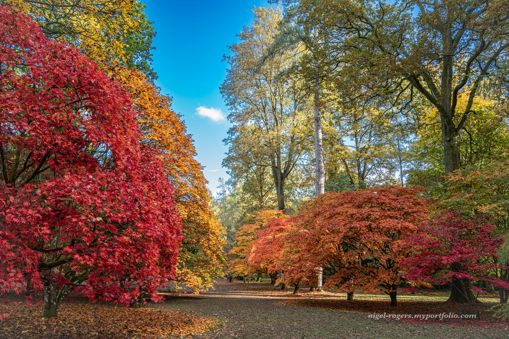 Westonbirt Arboretum by nigelrogers