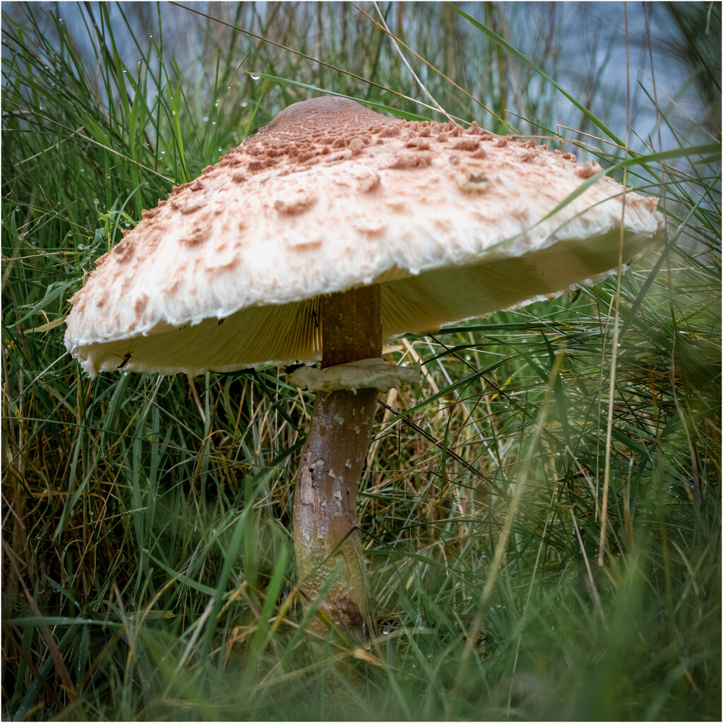 Parasol Mushroom by clifford