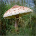 Parasol Mushroom by clifford