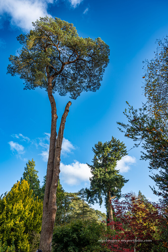 Westonbirt Arboretum 2 by nigelrogers