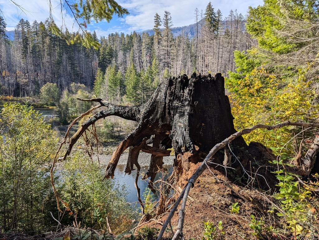 Dead tree walking by teiko