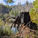 Dead tree walking by teiko