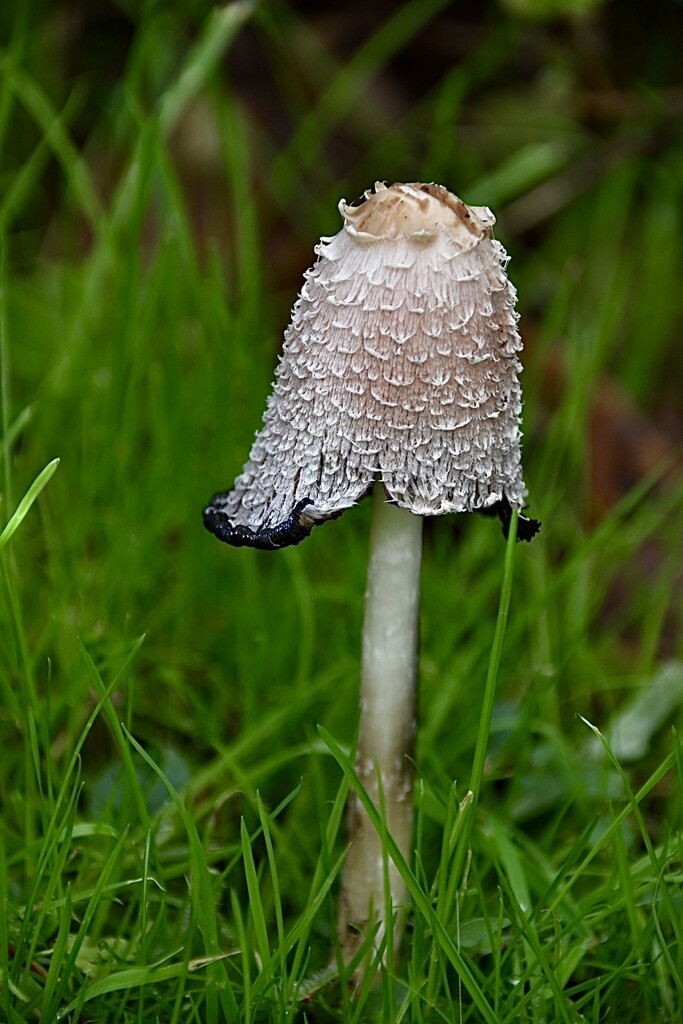 Shaggy ink cap by wakelys