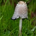 Shaggy ink cap