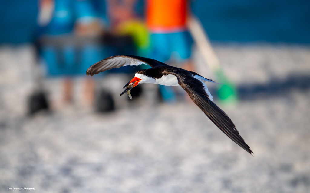 Sharing the beach... by photographycrazy