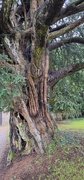 26th Oct 2024 - Yew are old