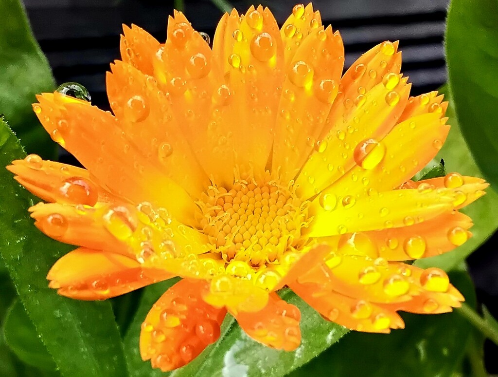 A Calendula flower with rain droplets. by grace55