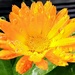 A Calendula flower with rain droplets.