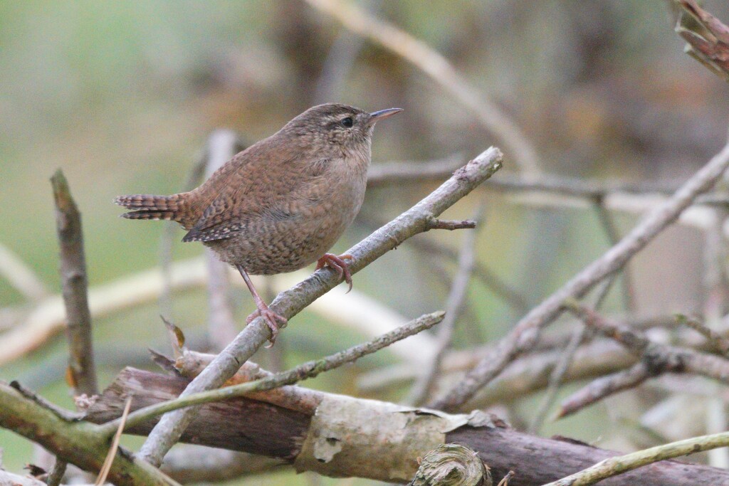 WREN by markp