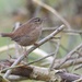 WREN