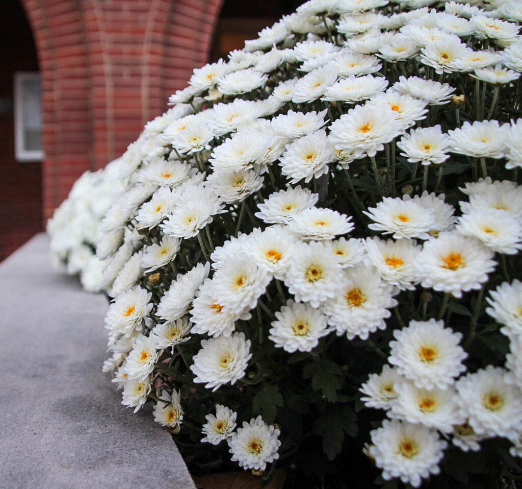 Some lovely mums by mittens