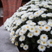 Some lovely mums by mittens