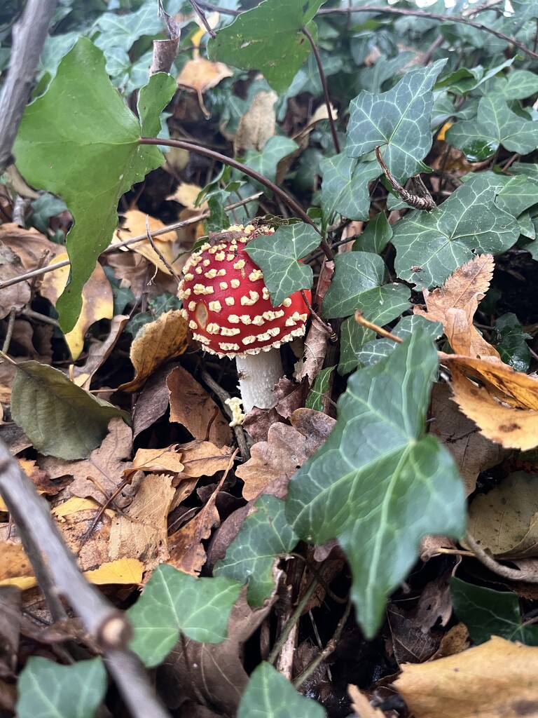 The first Amanita of the season by helenawall