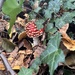 The first Amanita of the season by helenawall